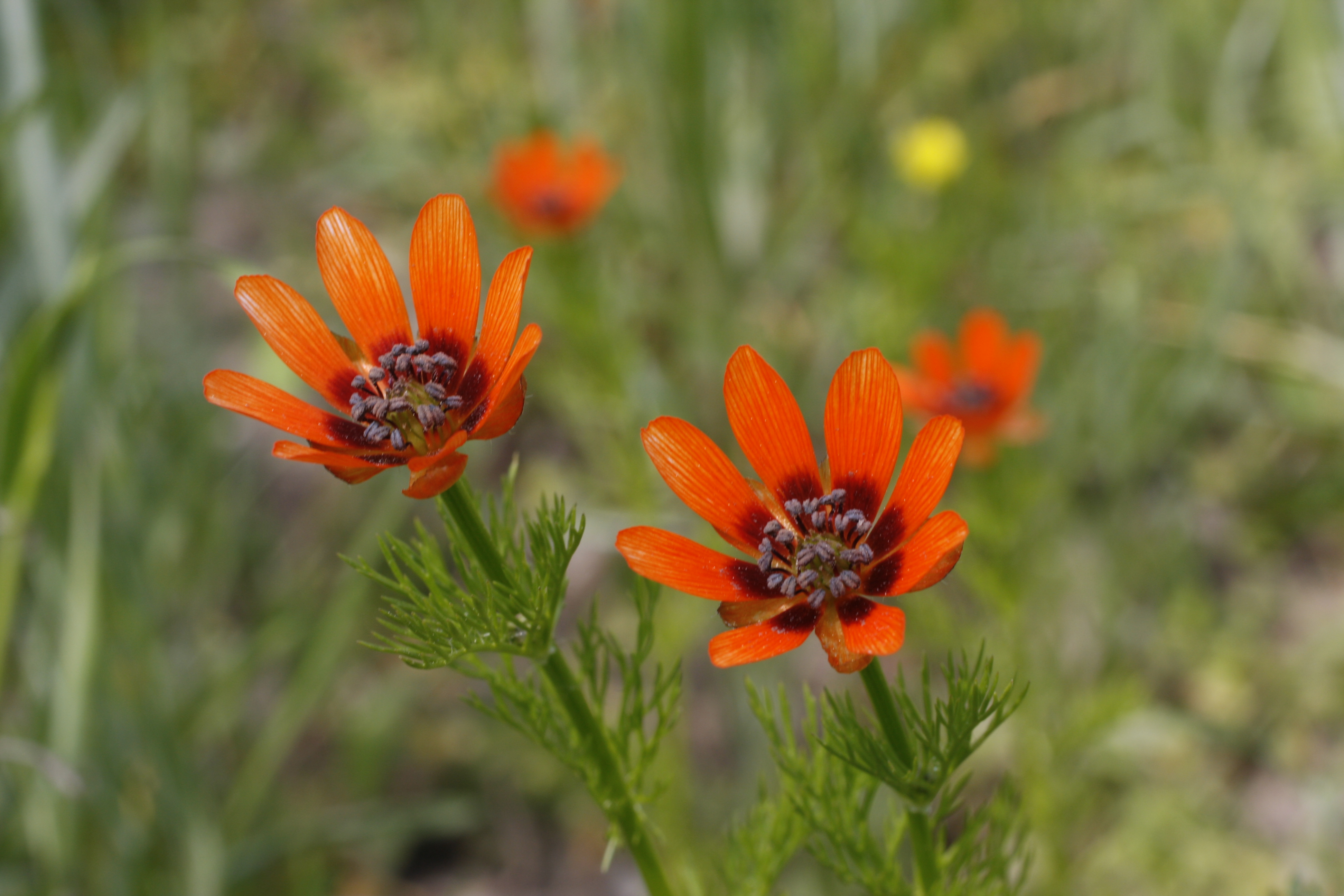 Summer Pheasant's Eye (Adonis aestivalis). Photo: Andreas Gygax. 