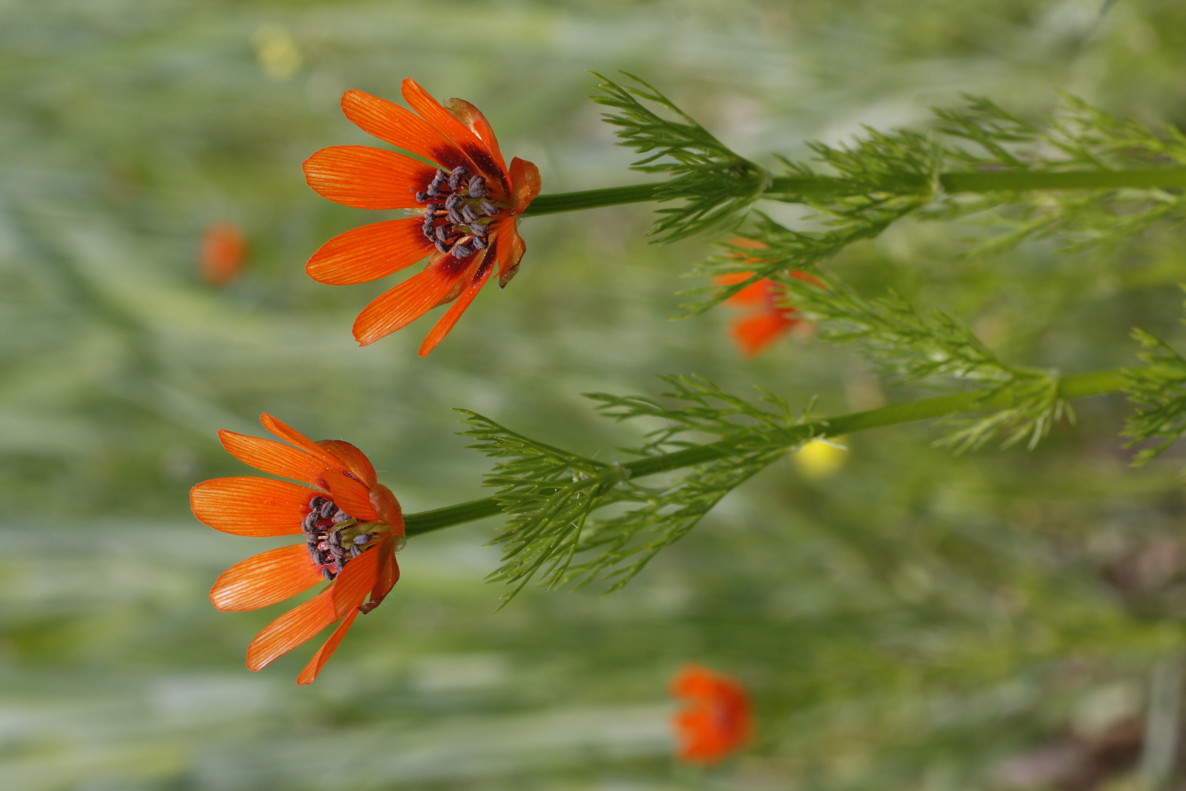 Summer Pheasant's Eye (Adonis aestivalis). Photo: Andreas Gygax. 
