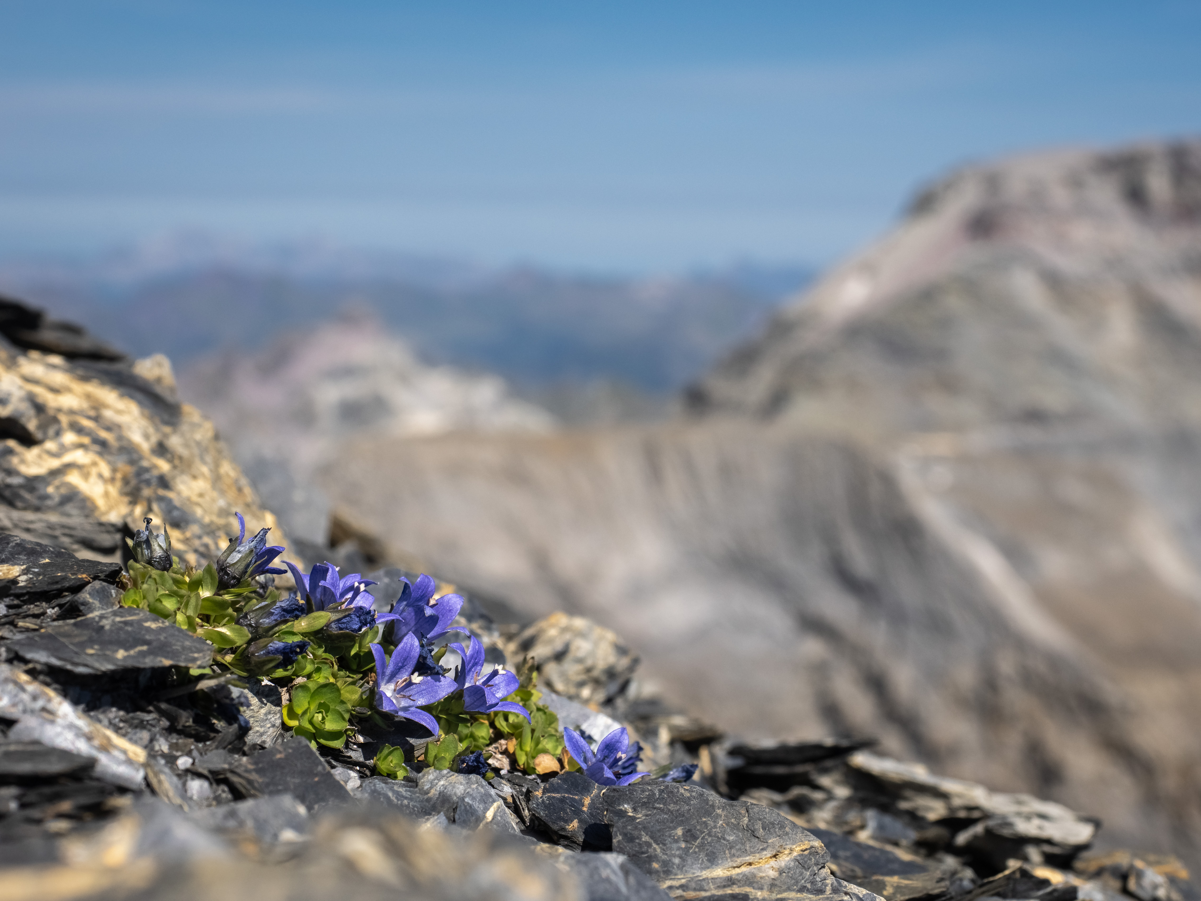 Even on the highest mountain peaks, unique species can be found; here, the Cenis bellflower. Photo: Michael Zehnder.