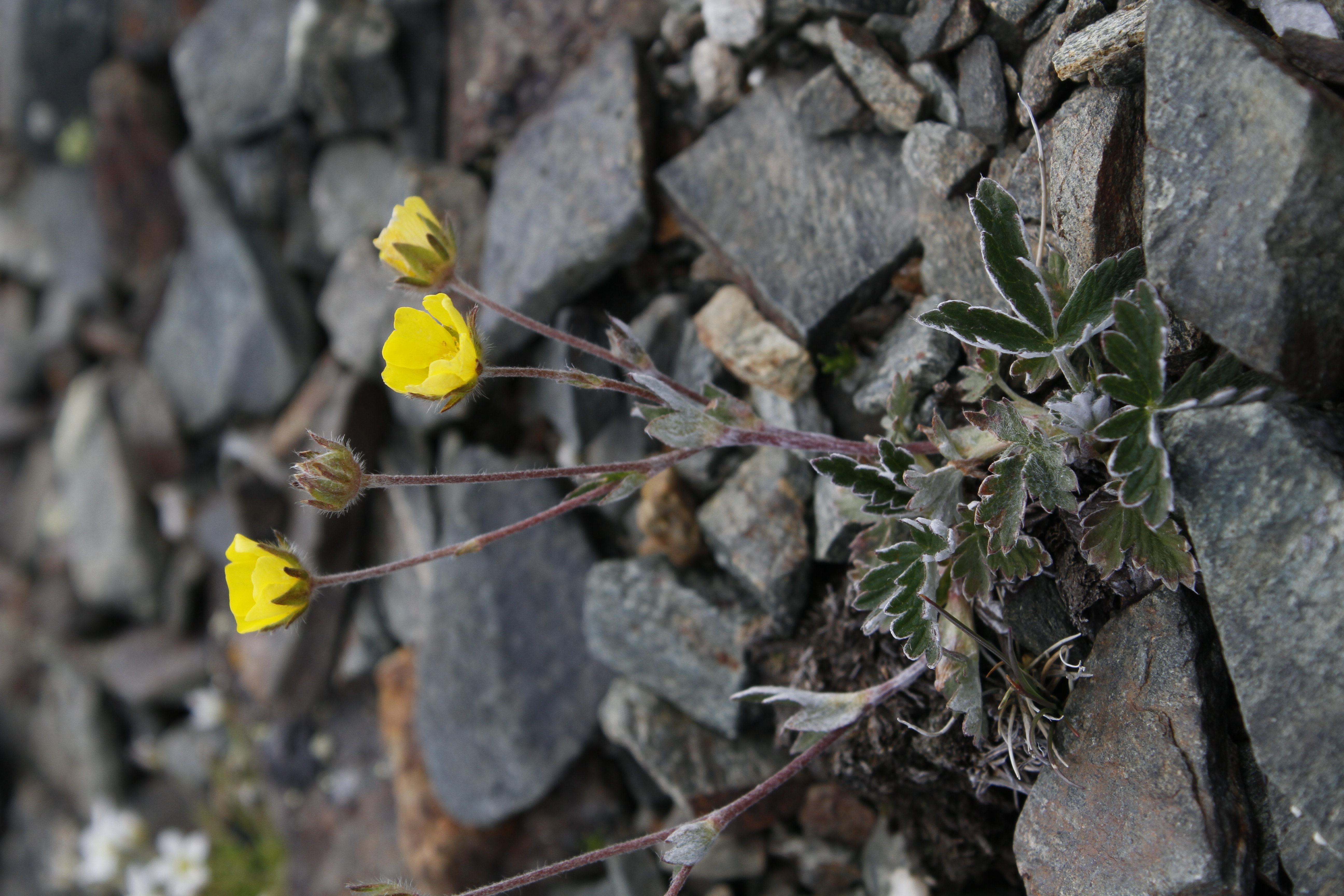 Snow-white cinquefoil (Potentilla nivea). Photo: Andreas Gygax 