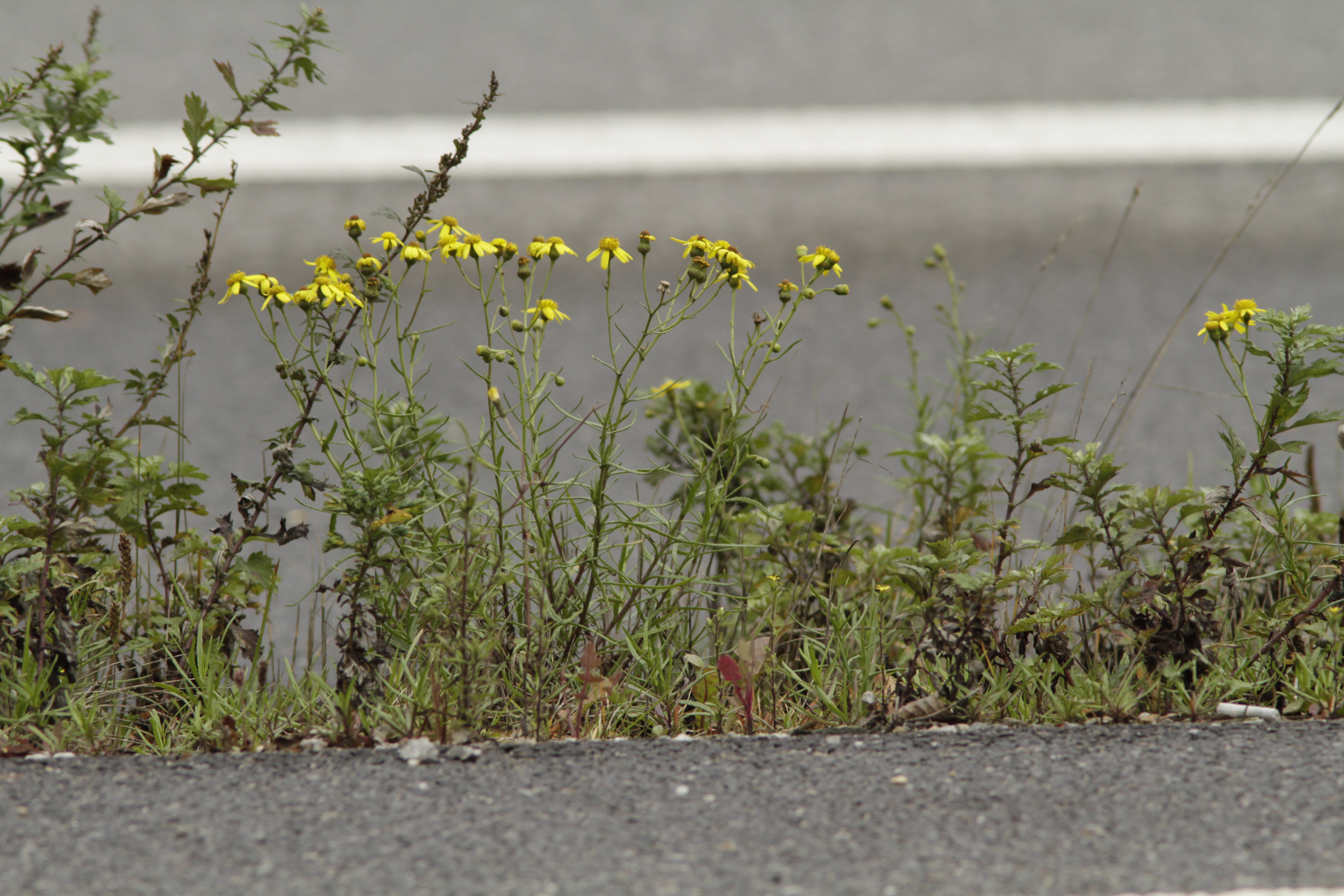 South African ragwort (Senecio inaequidens). Photo: Andreas Gygax. 