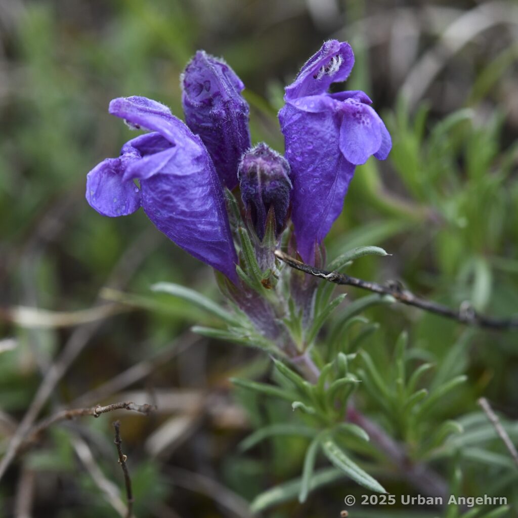 Dracocephalum austriacum, Ardez, felsige Hänge, Trockenrasen