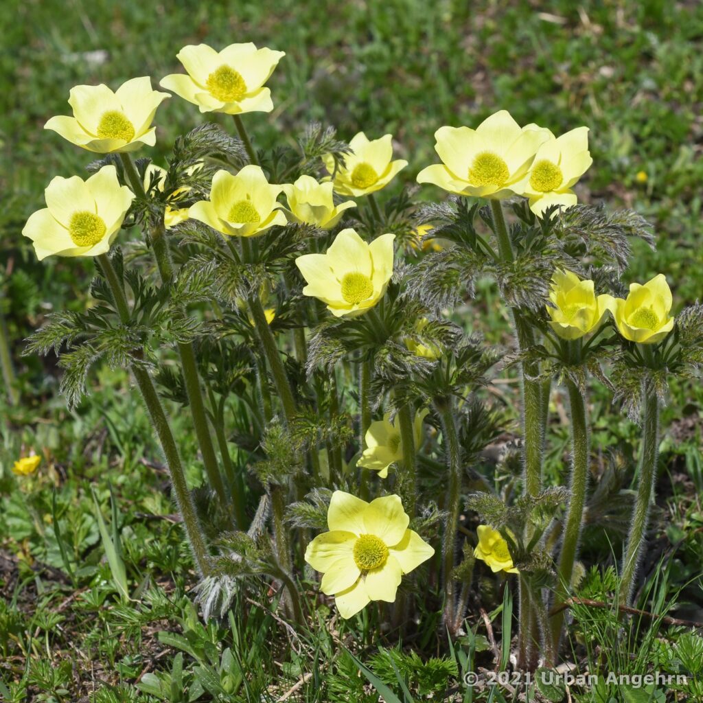 Pulsatilla alpina subsp. apiifolia, auf sauren Böden