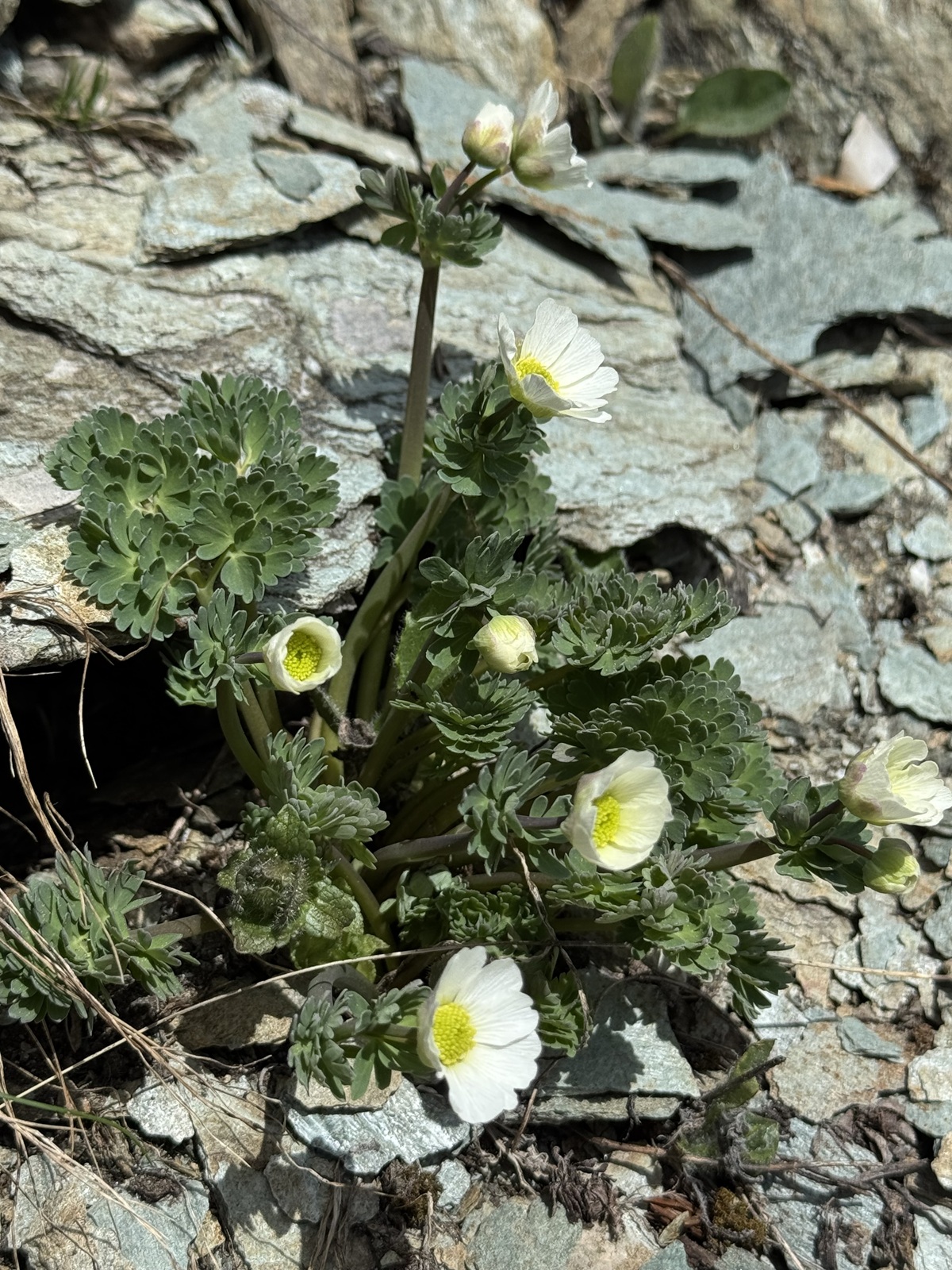 Callianthemum coriandrifolium, RautenblättrigeSchmuckblume im Safiental